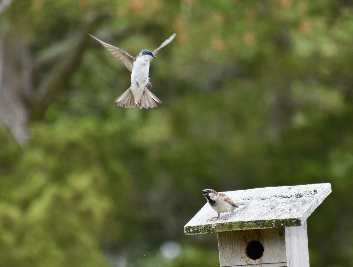 Golondrina Bicolor - ML642151072