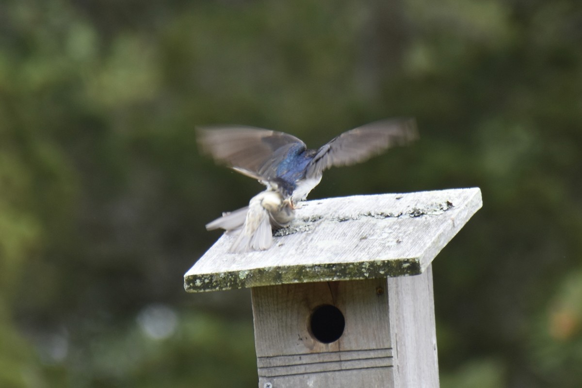 Golondrina Bicolor - ML642151082
