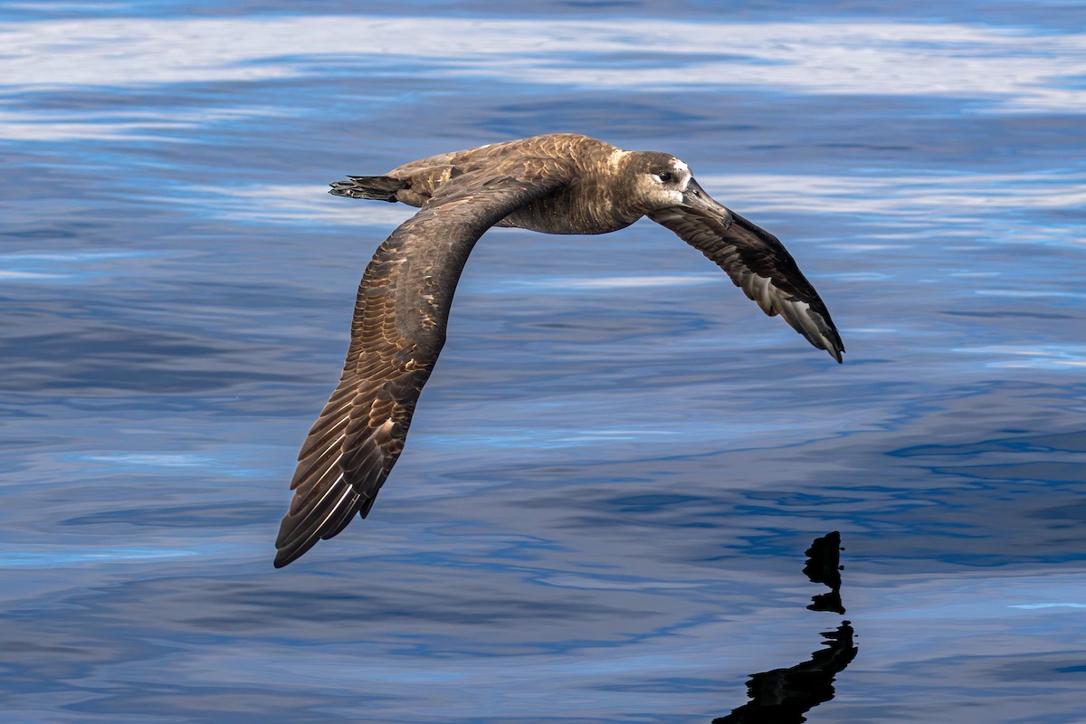Black-footed Albatross - ML642151083
