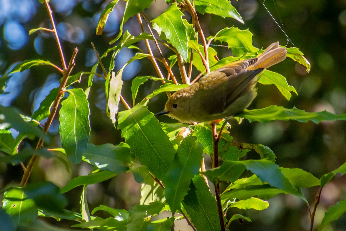 Large-billed Scrubwren - ML642151092