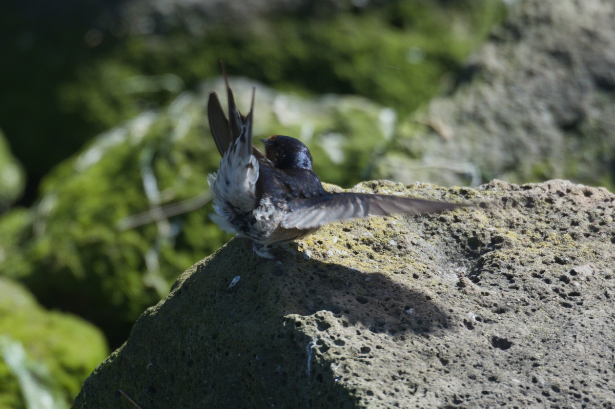Welcome Swallow - ML642151094