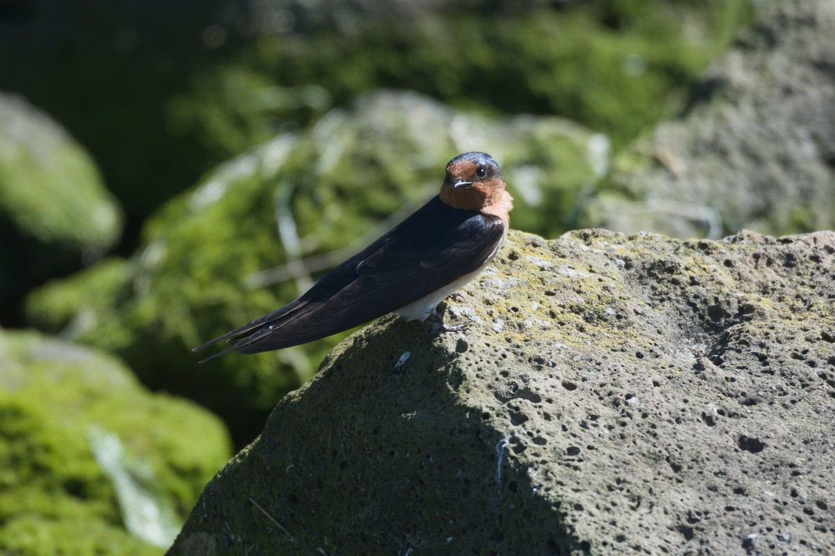 Welcome Swallow - ML642151095