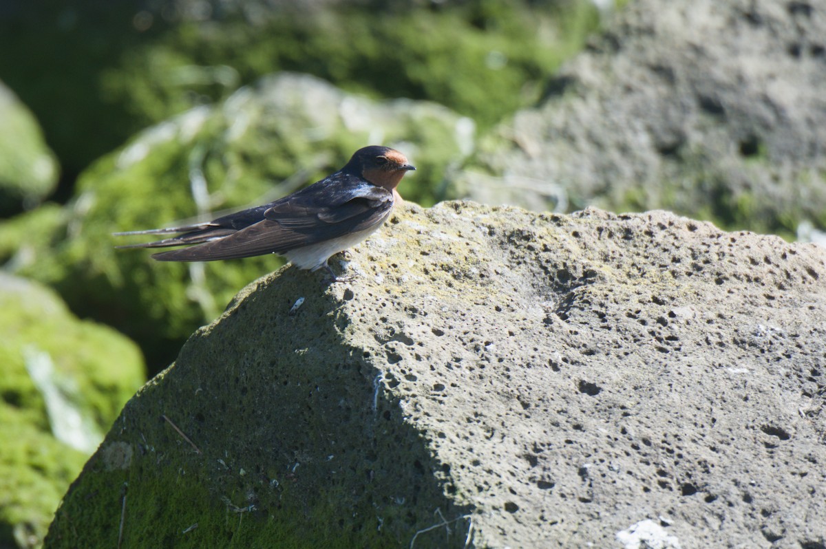 Welcome Swallow - ML642151096