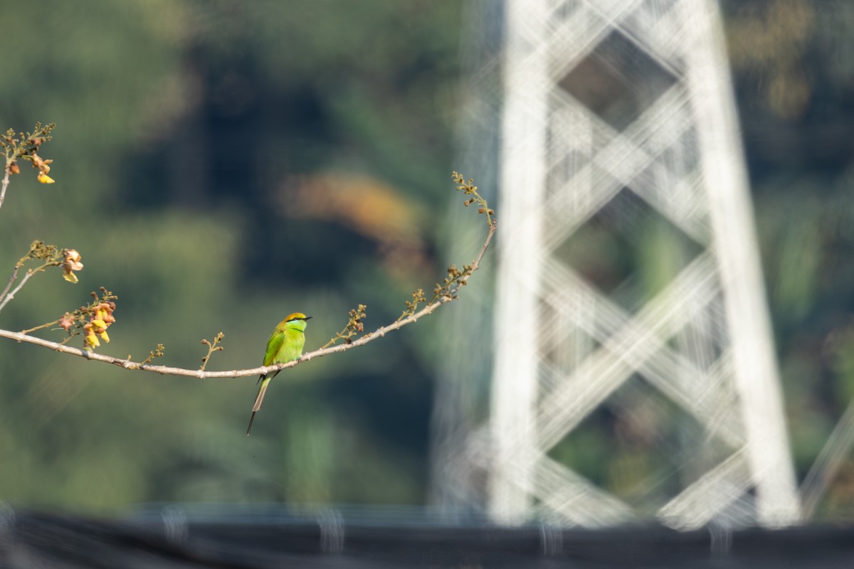 Asian Green Bee-eater - ML642151103