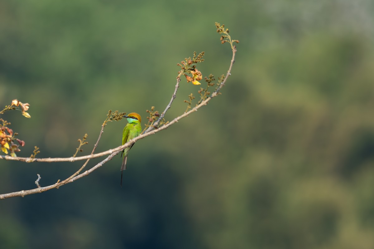 Asian Green Bee-eater - ML642151104