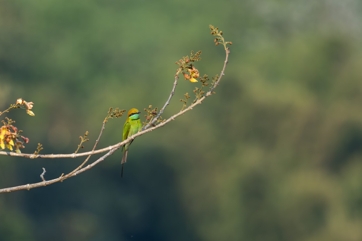 Asian Green Bee-eater - ML642151105