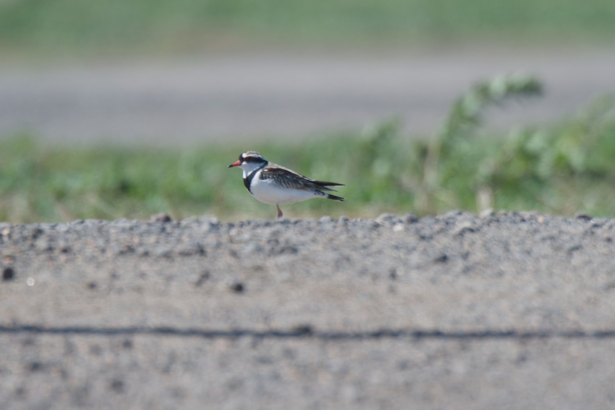 Black-fronted Dotterel - ML642151109