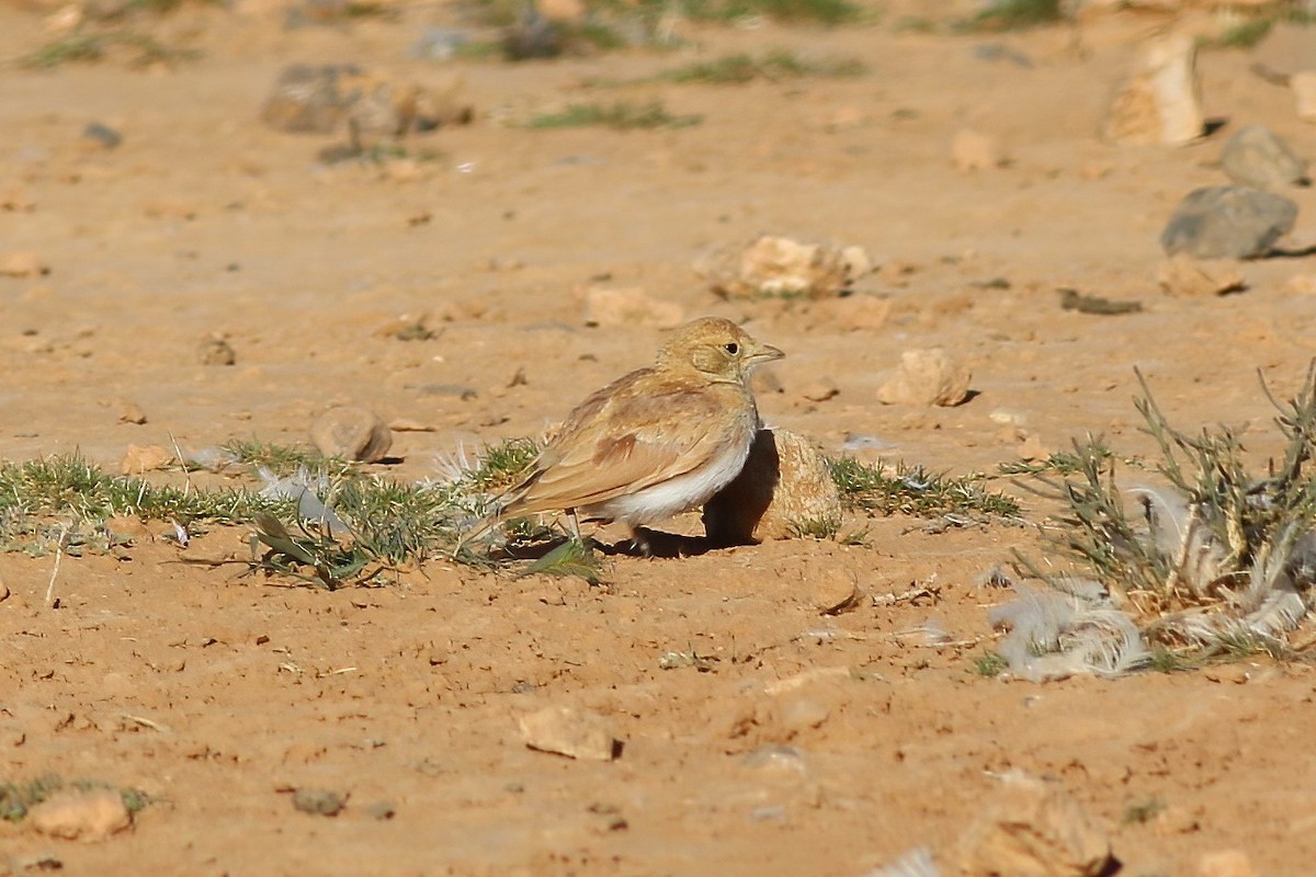 Temminck's Lark - ML642151139