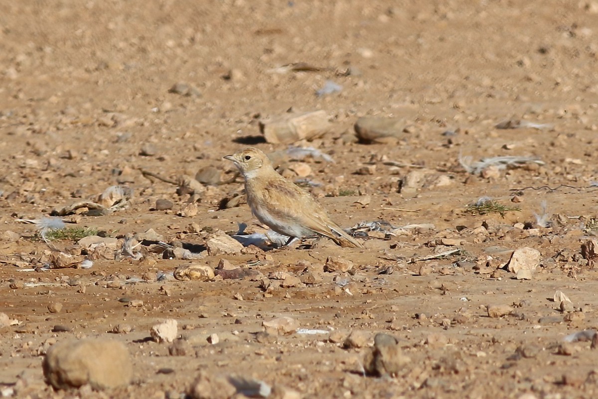 Temminck's Lark - ML642151140