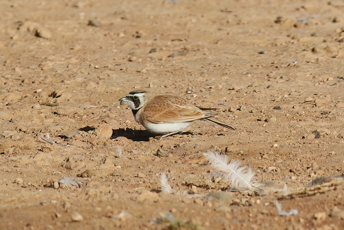 Temminck's Lark - ML642151141