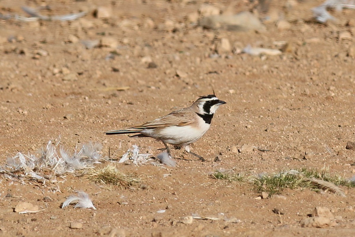 Temminck's Lark - ML642151142