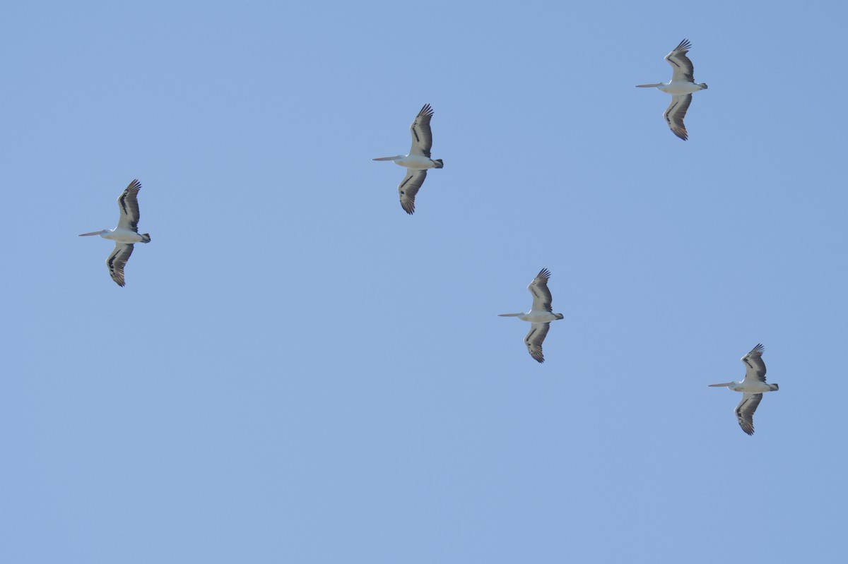 Australian Pelican - ML642151144
