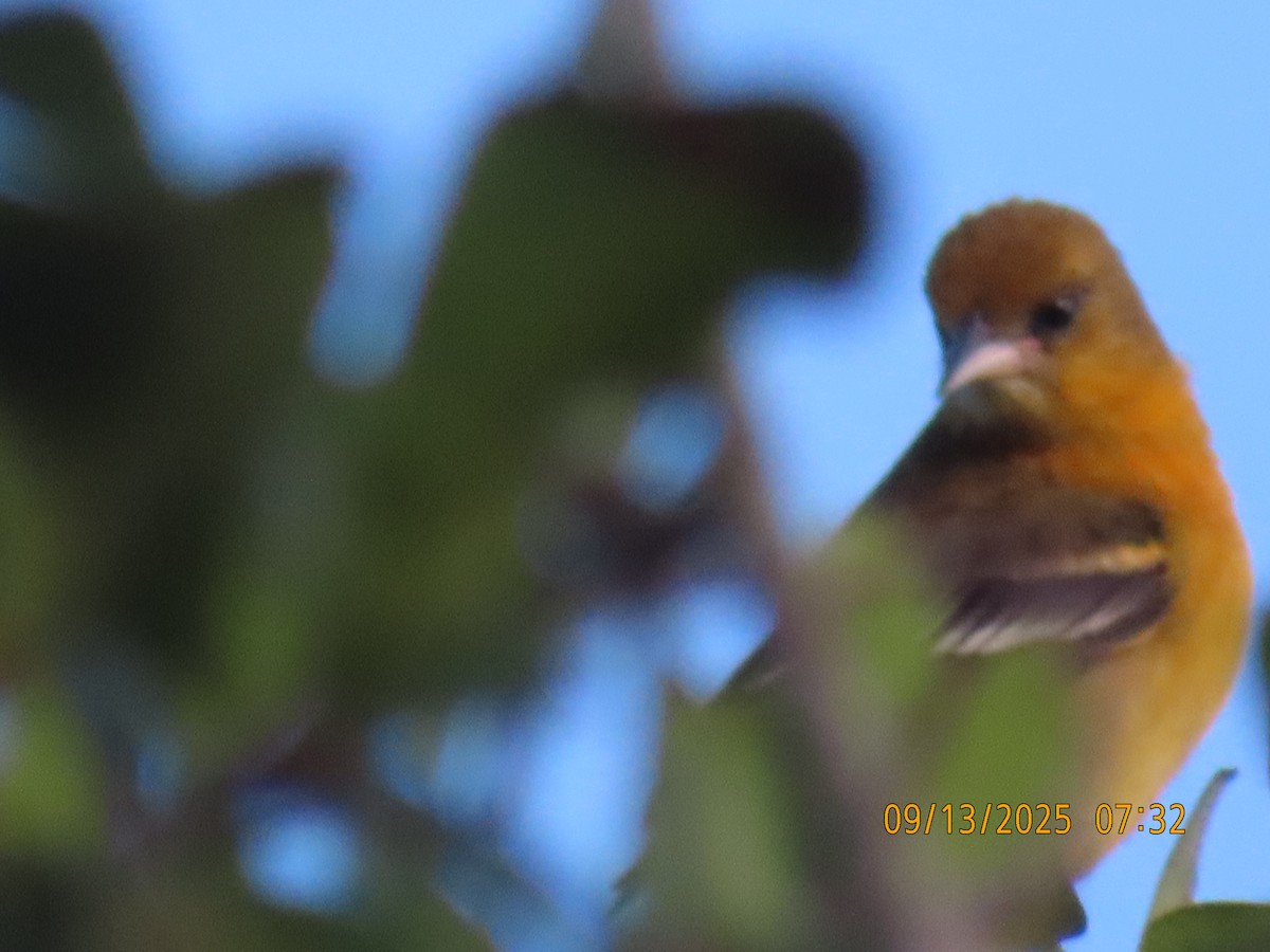Baltimore Oriole - ML642151149