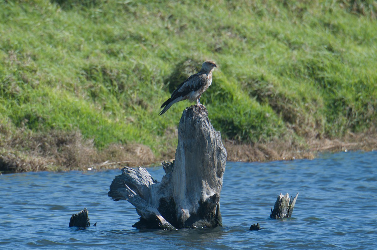 Whistling Kite - ML642151153