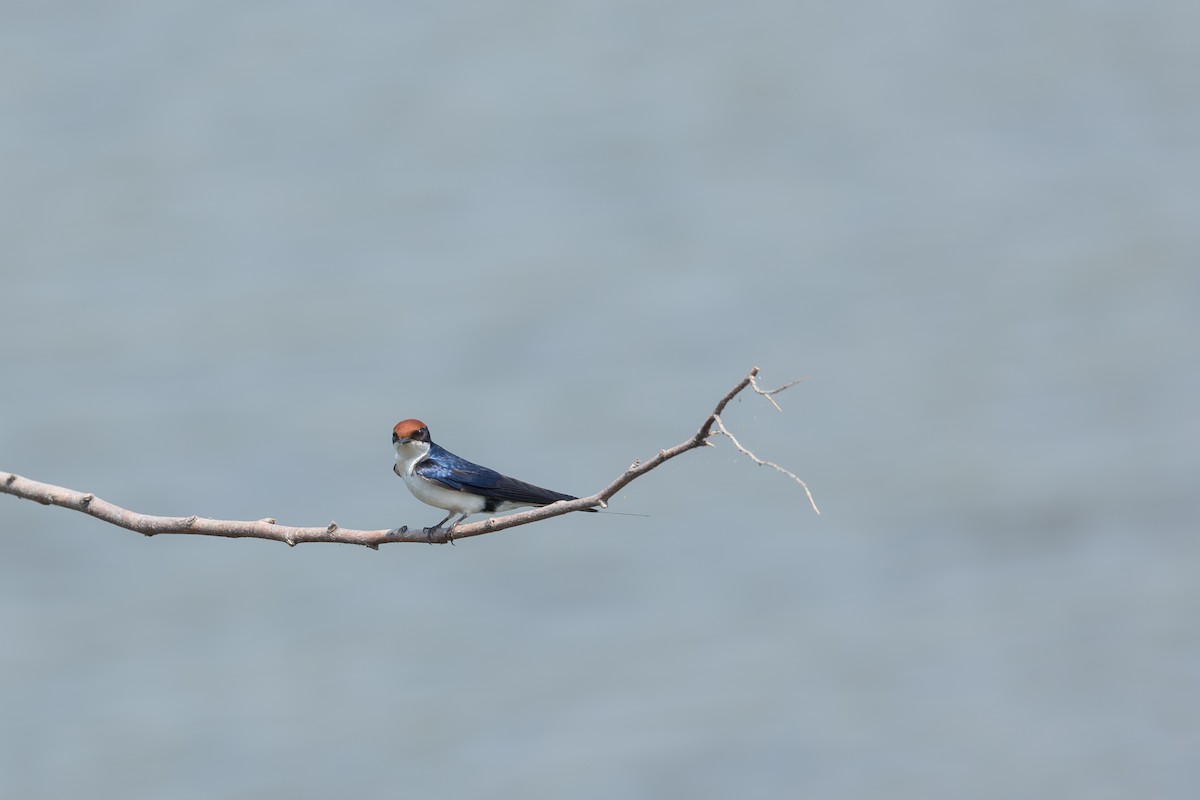 Wire-tailed Swallow - ML642151154