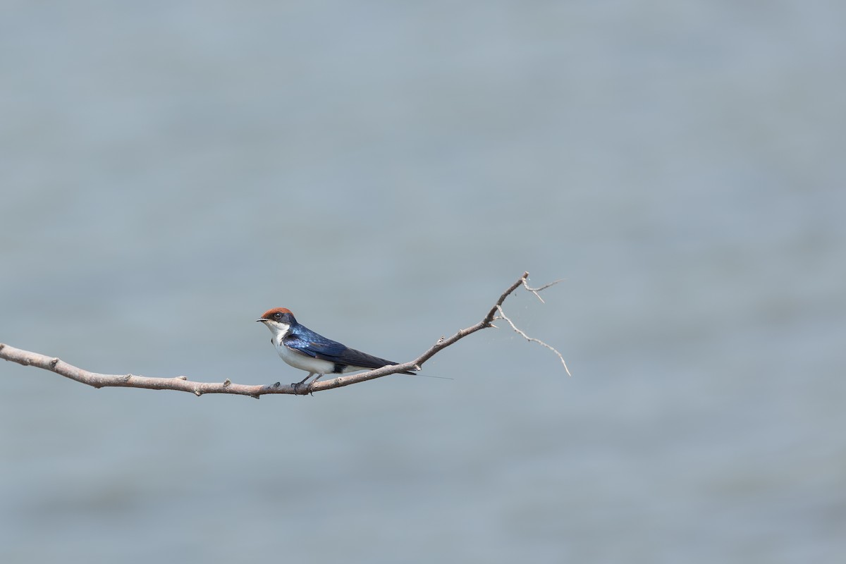 Wire-tailed Swallow - ML642151155