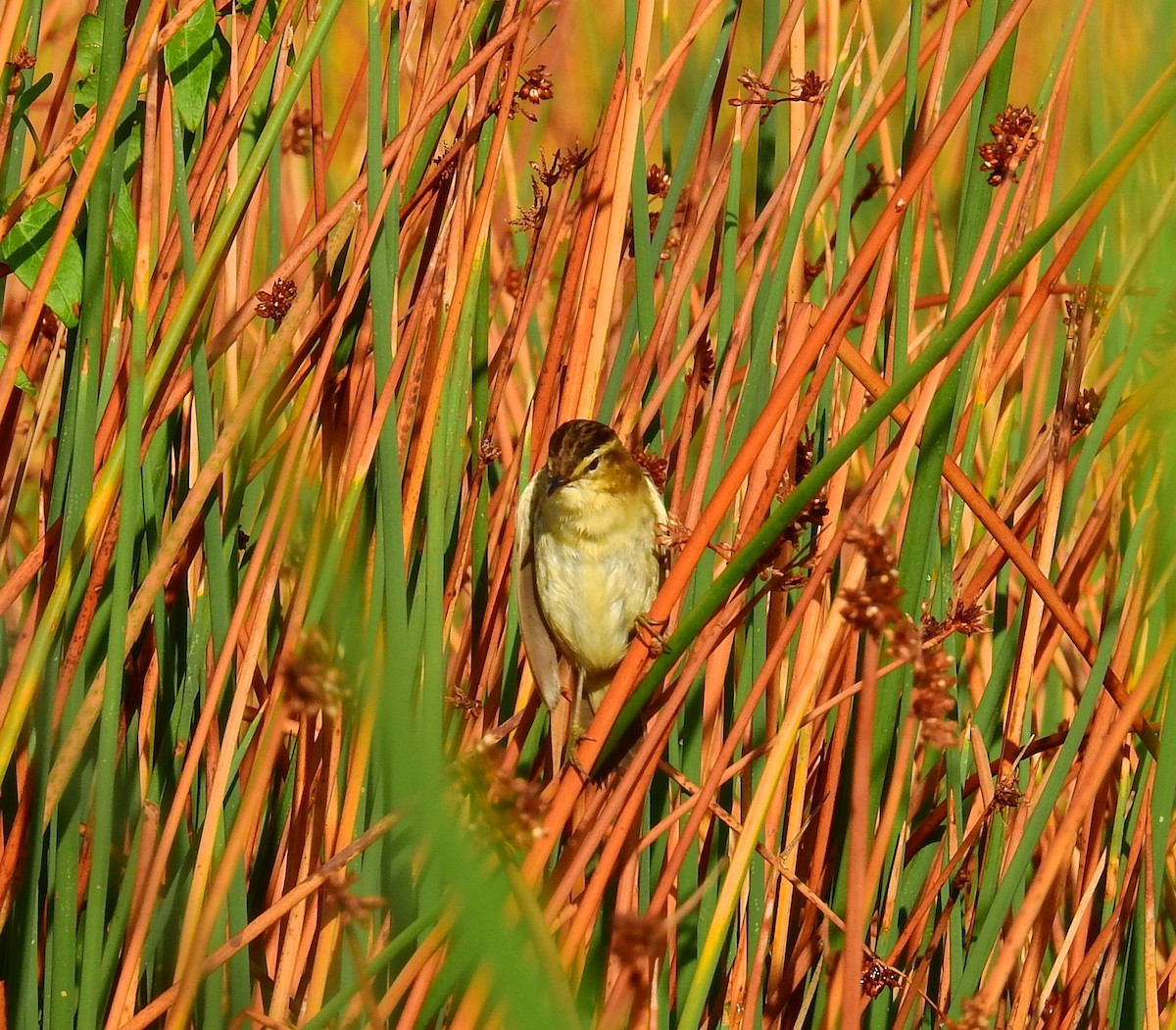 Sedge Warbler - ML642151158
