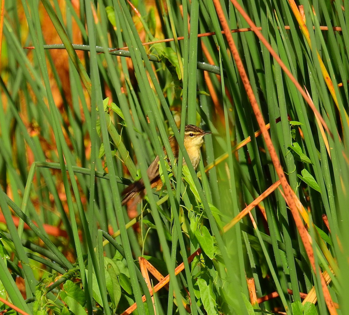 Sedge Warbler - ML642151160