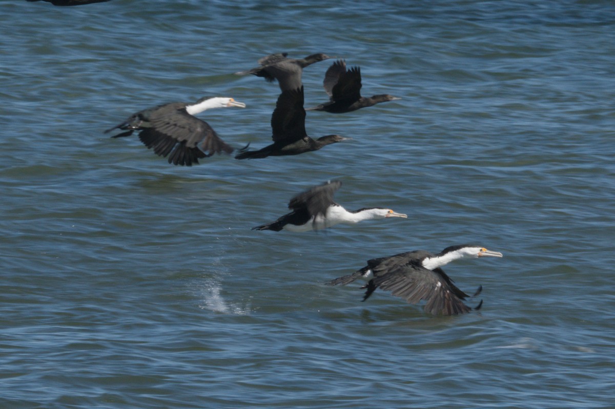 Pied Cormorant - ML642151162