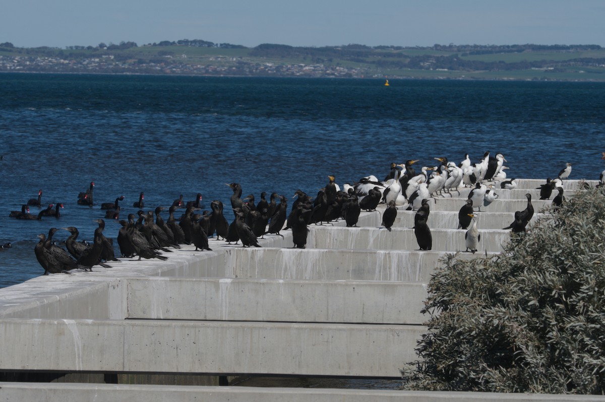 Pied Cormorant - ML642151163