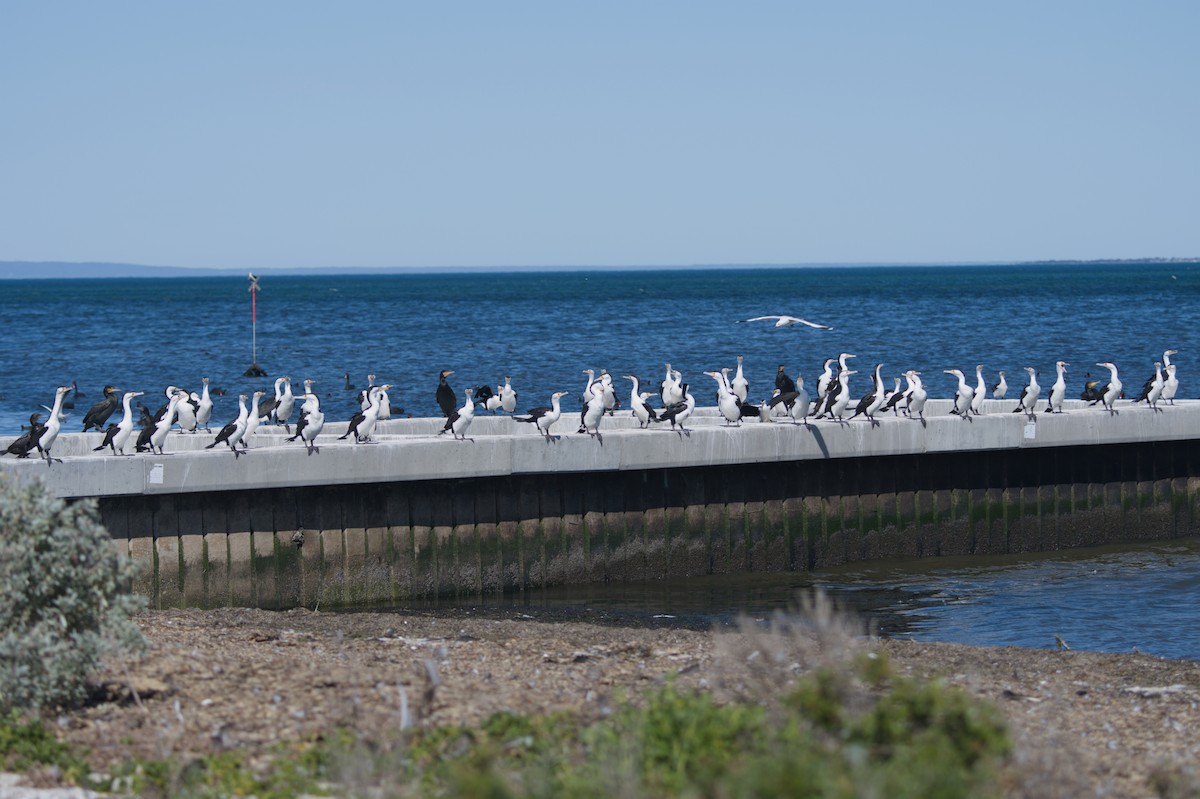 Pied Cormorant - ML642151164