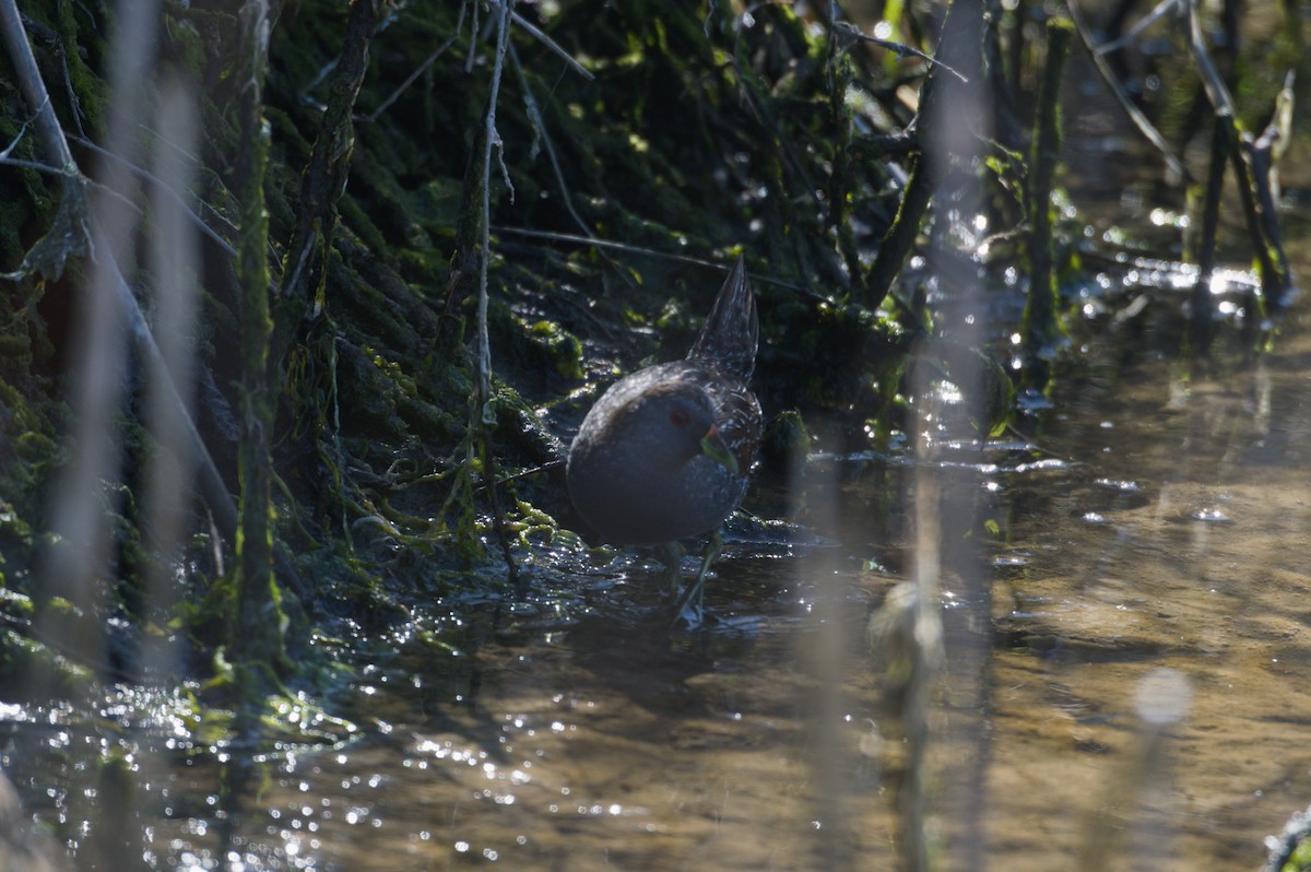 Australian Crake - ML642151169