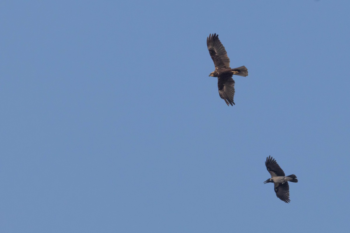 Western Marsh Harrier - ML642151173
