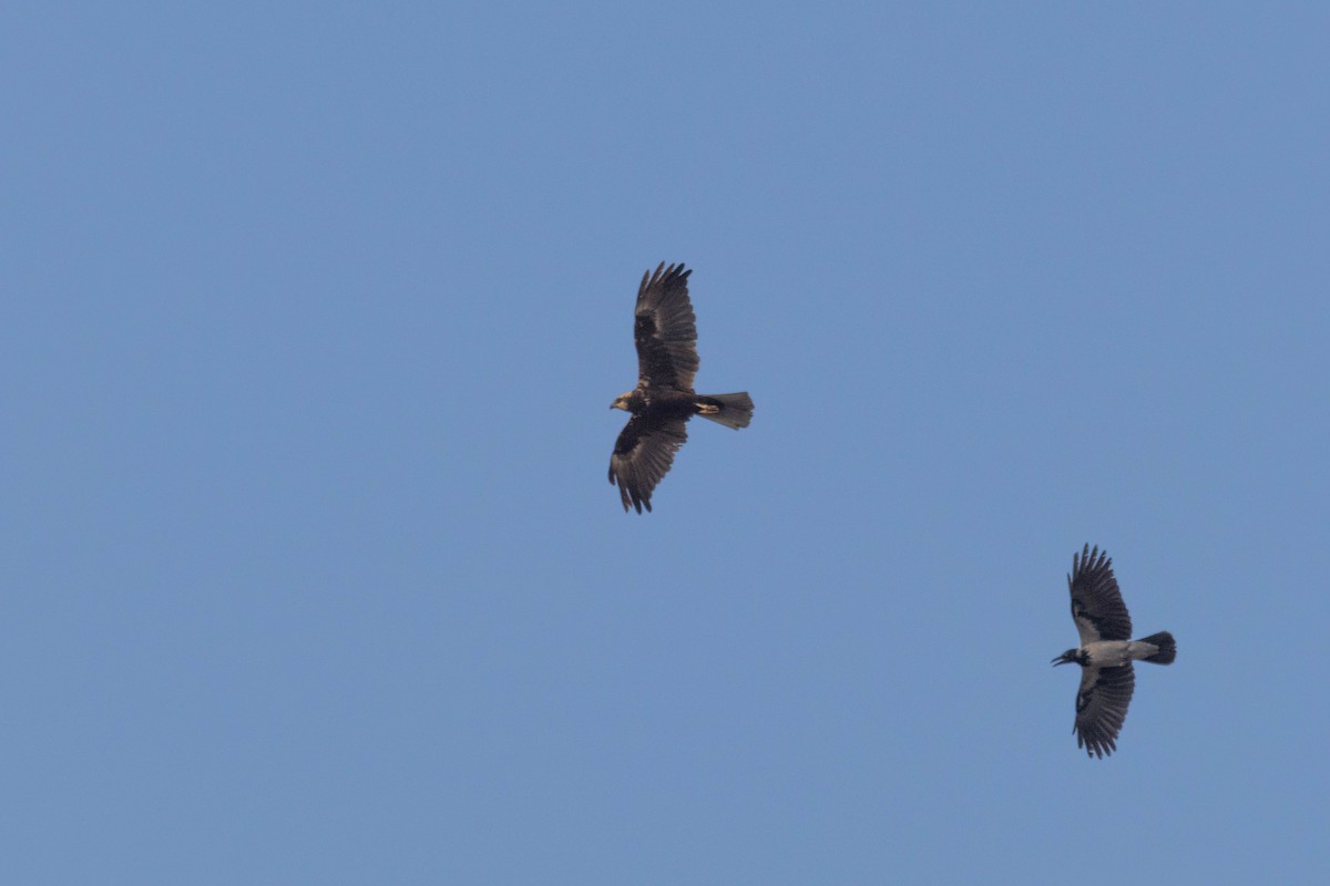 Western Marsh Harrier - ML642151174