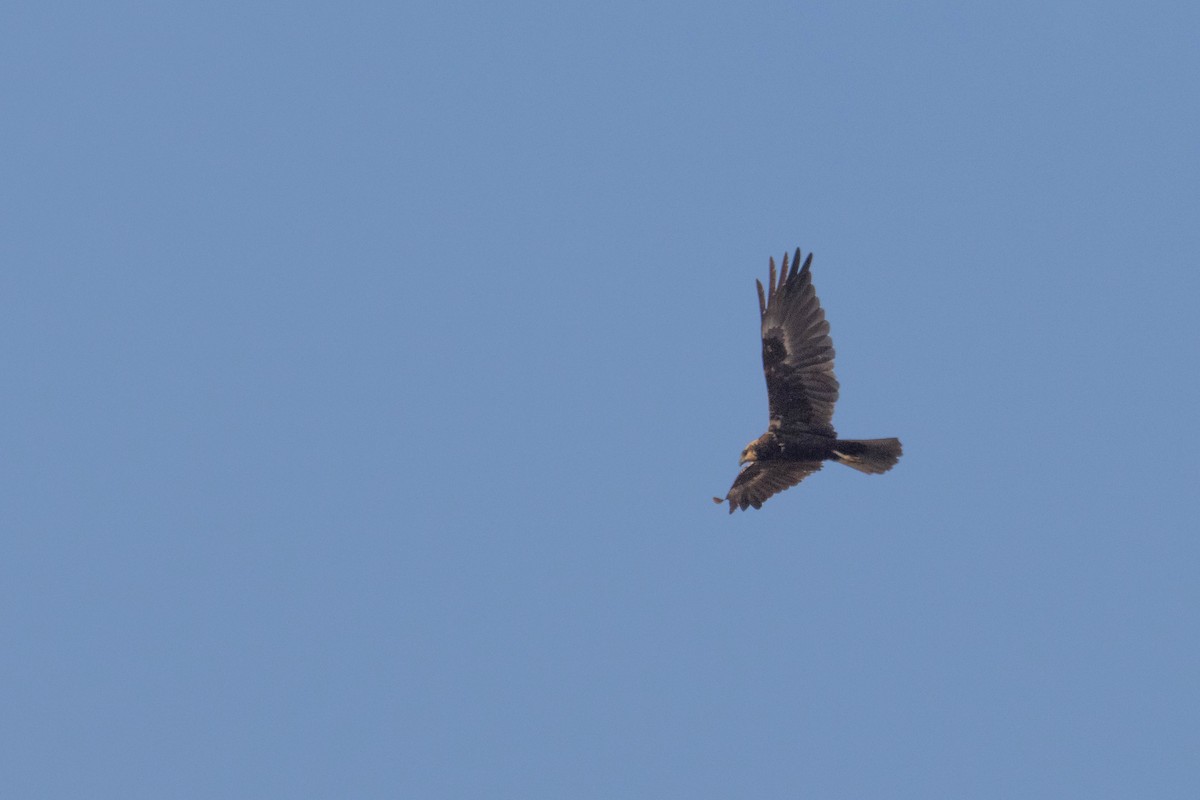 Western Marsh Harrier - ML642151175