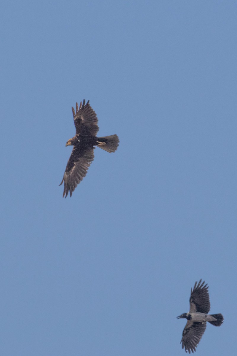 Western Marsh Harrier - ML642151176