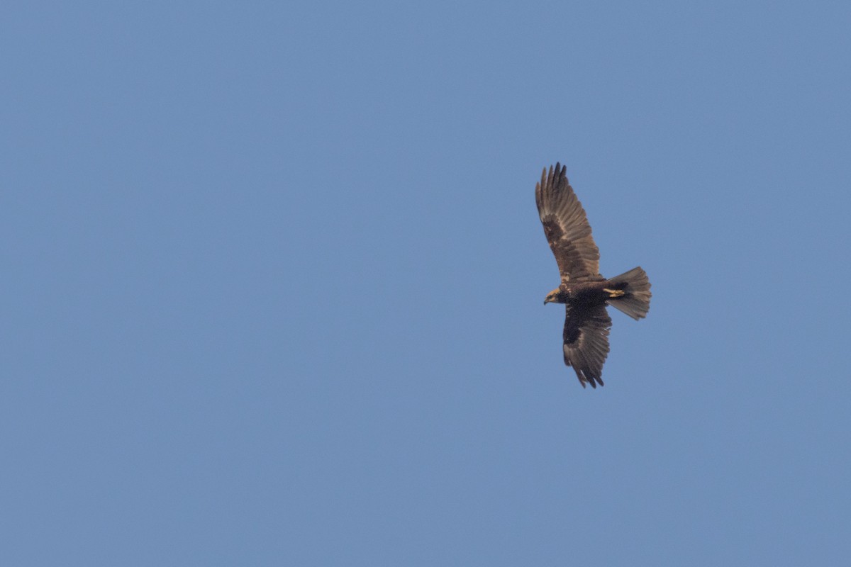 Western Marsh Harrier - ML642151177