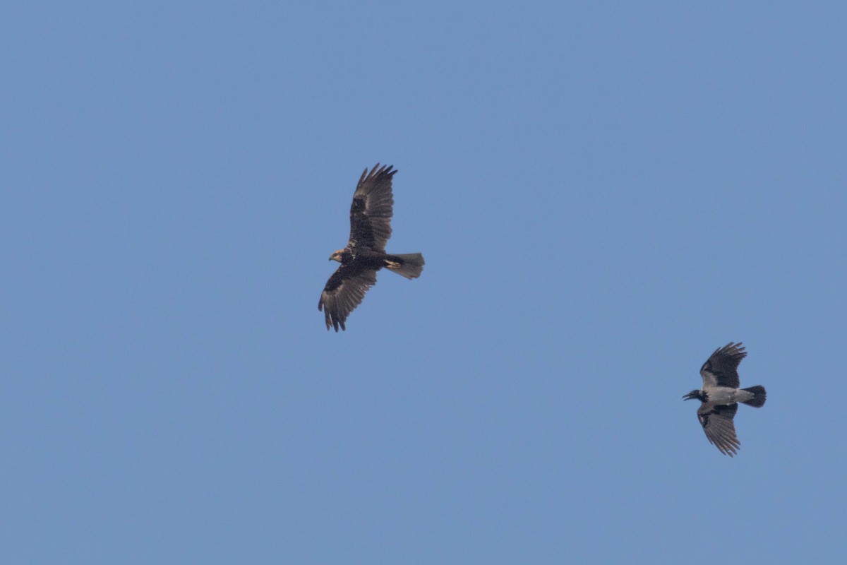 Western Marsh Harrier - ML642151178