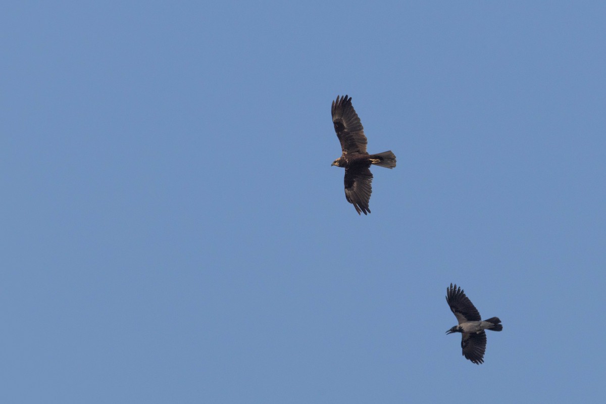 Western Marsh Harrier - ML642151179