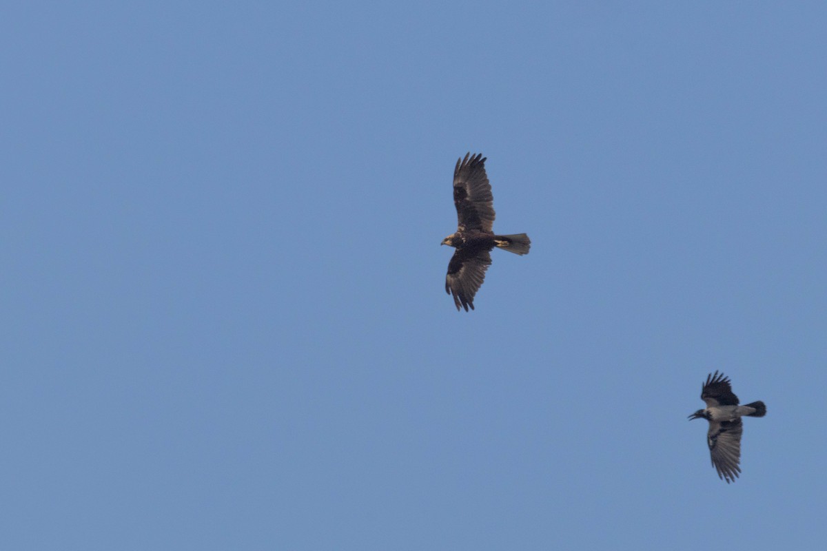 Western Marsh Harrier - ML642151180