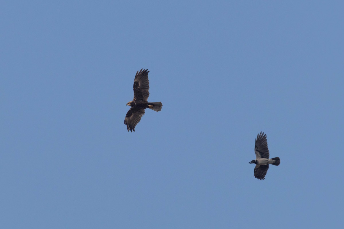 Western Marsh Harrier - ML642151181