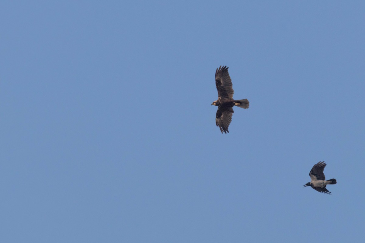 Western Marsh Harrier - ML642151182