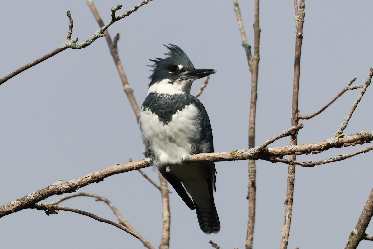 Belted Kingfisher - ML642151183