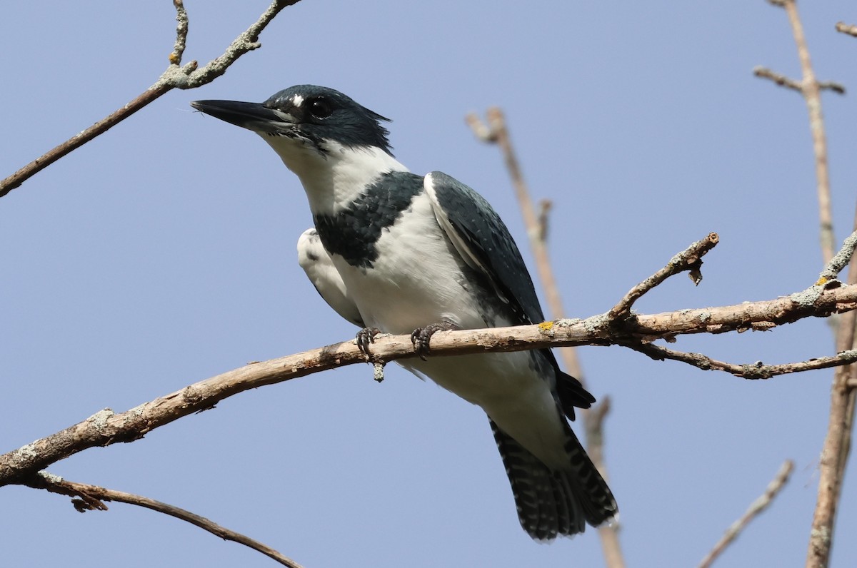 Belted Kingfisher - ML642151184