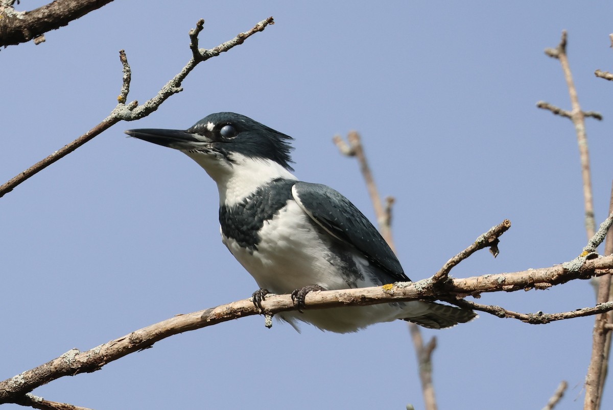 Belted Kingfisher - ML642151185
