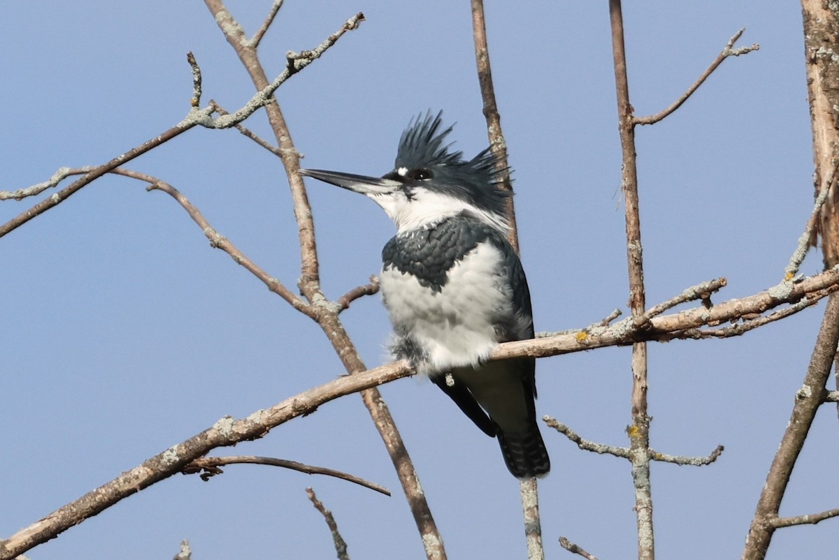 Belted Kingfisher - ML642151186