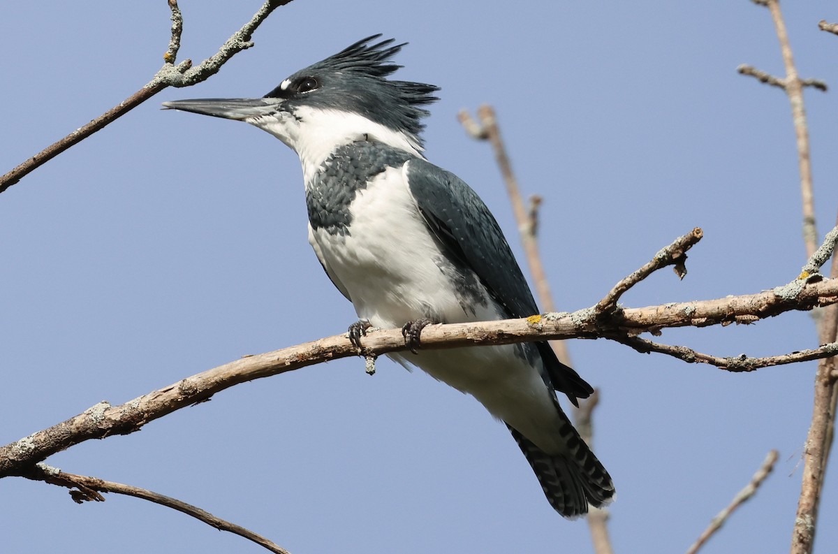 Belted Kingfisher - ML642151187