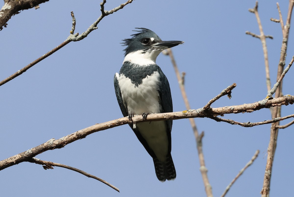 Belted Kingfisher - ML642151188