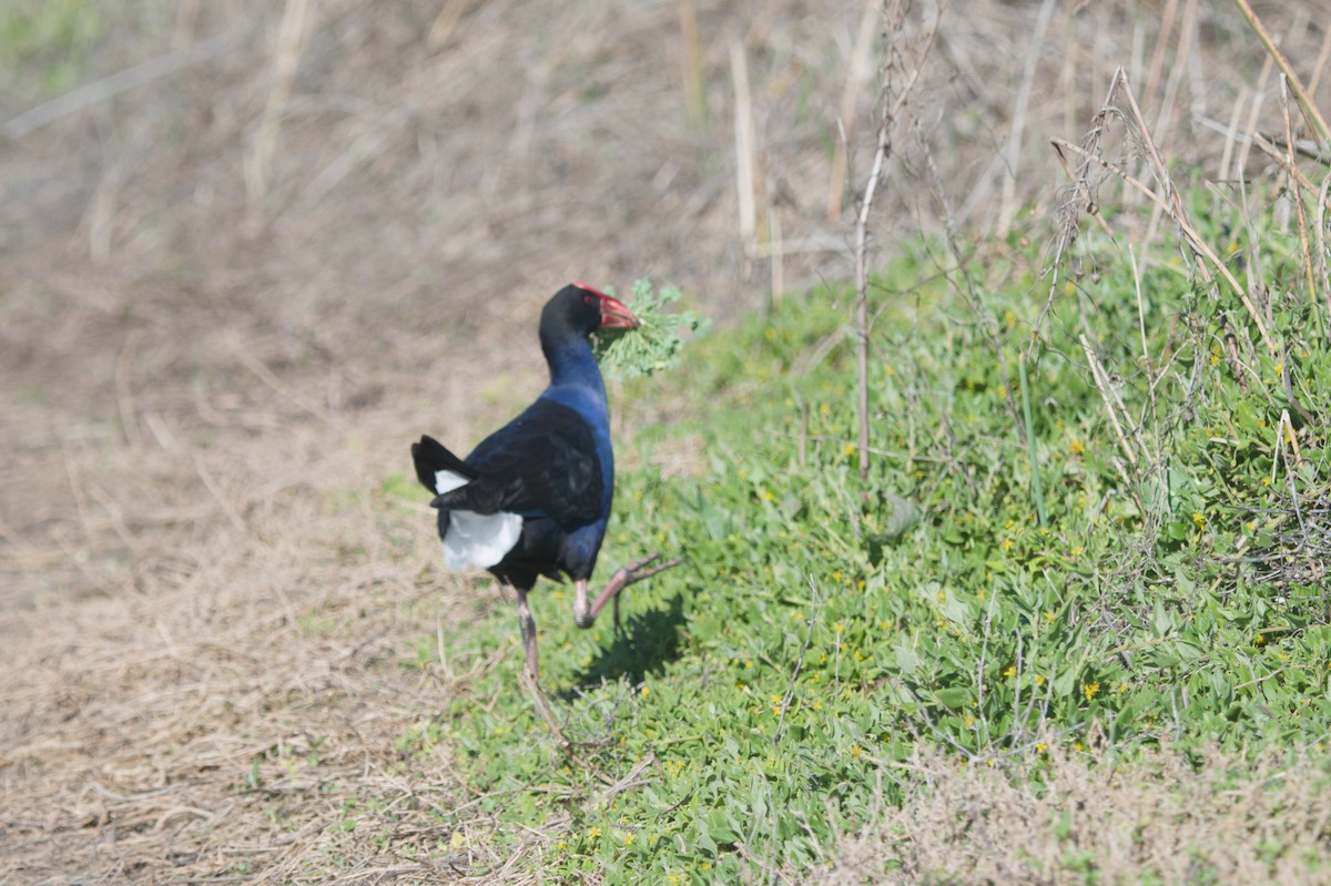 Australasian Swamphen - ML642151189