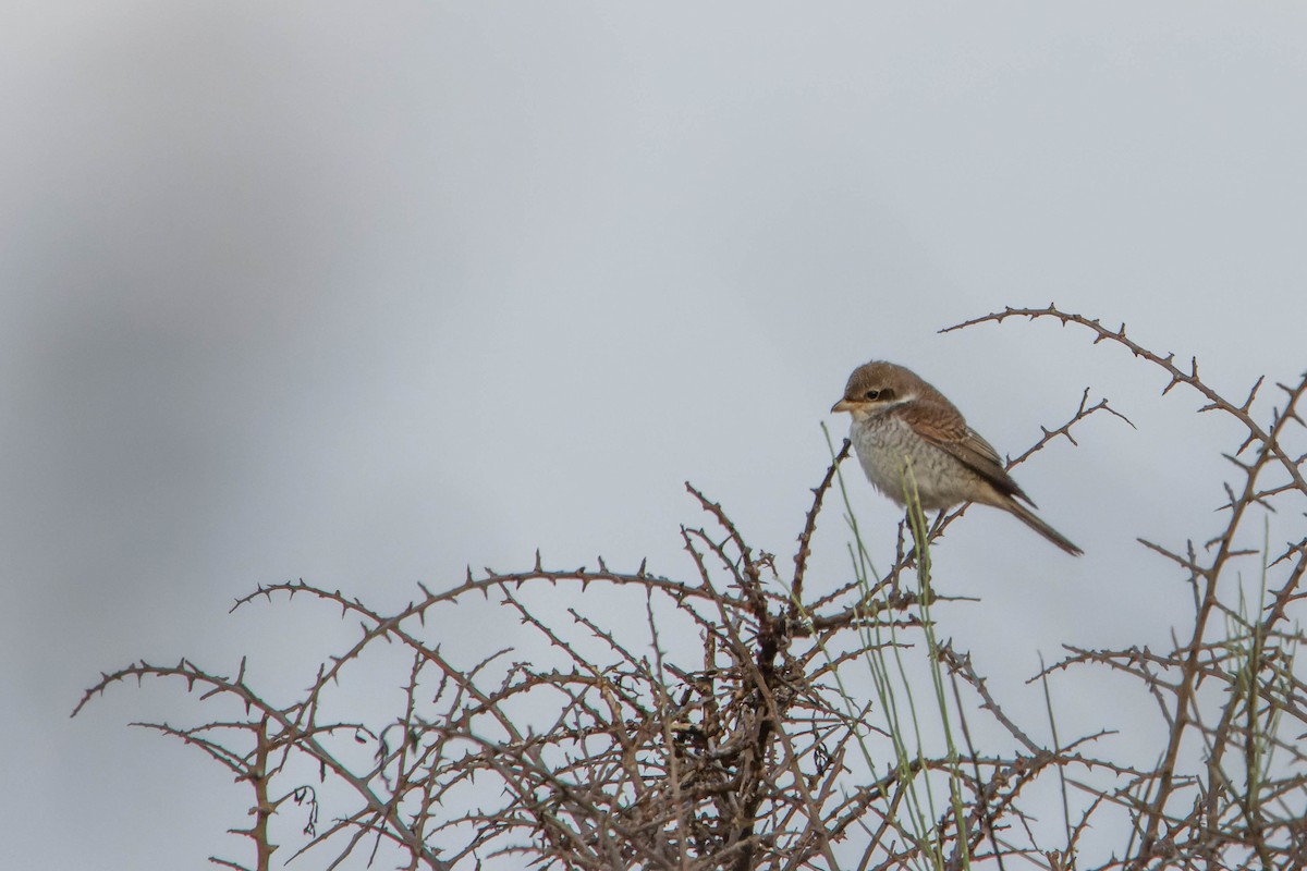 Red-backed Shrike - ML642151191