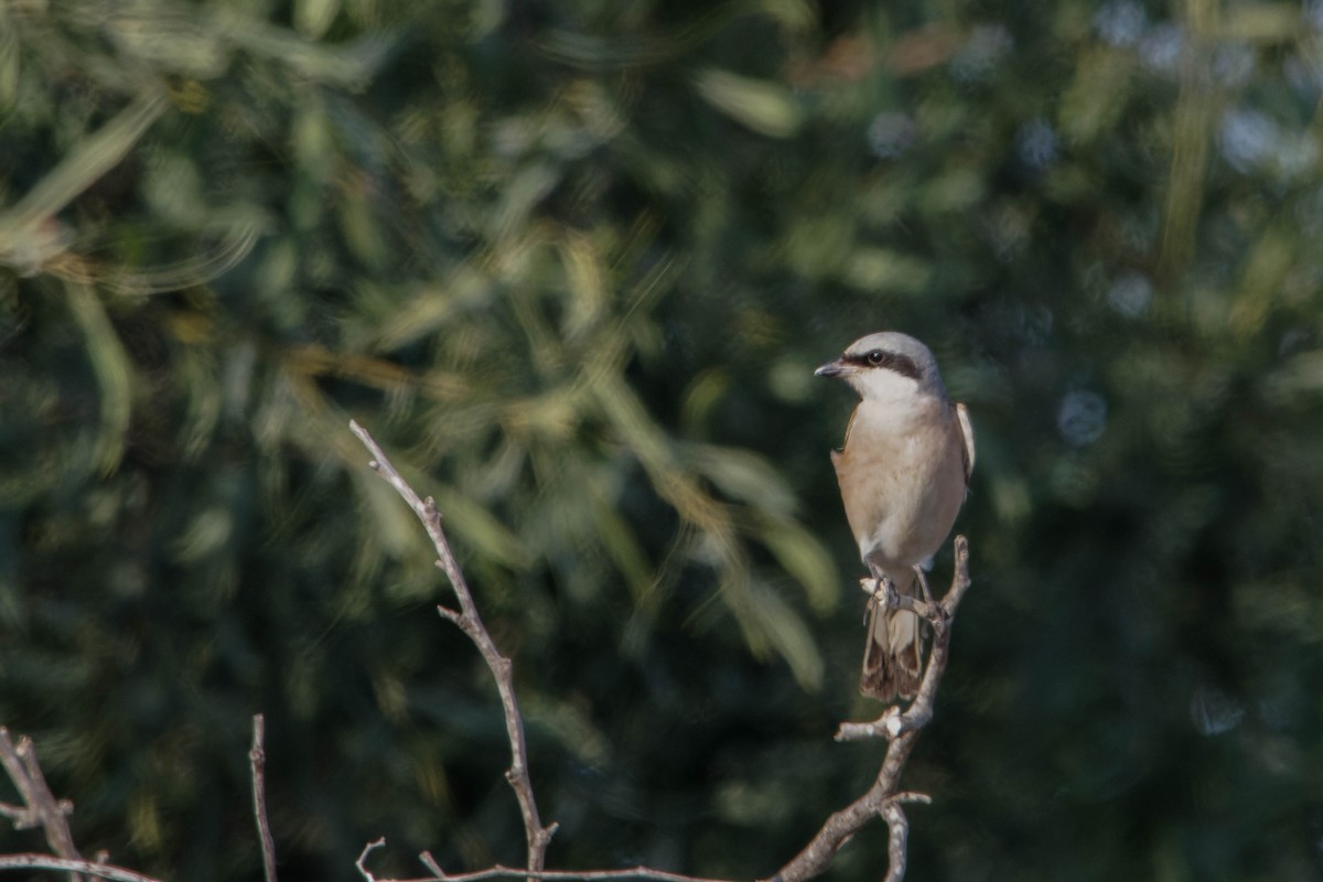 Red-backed Shrike - ML642151192