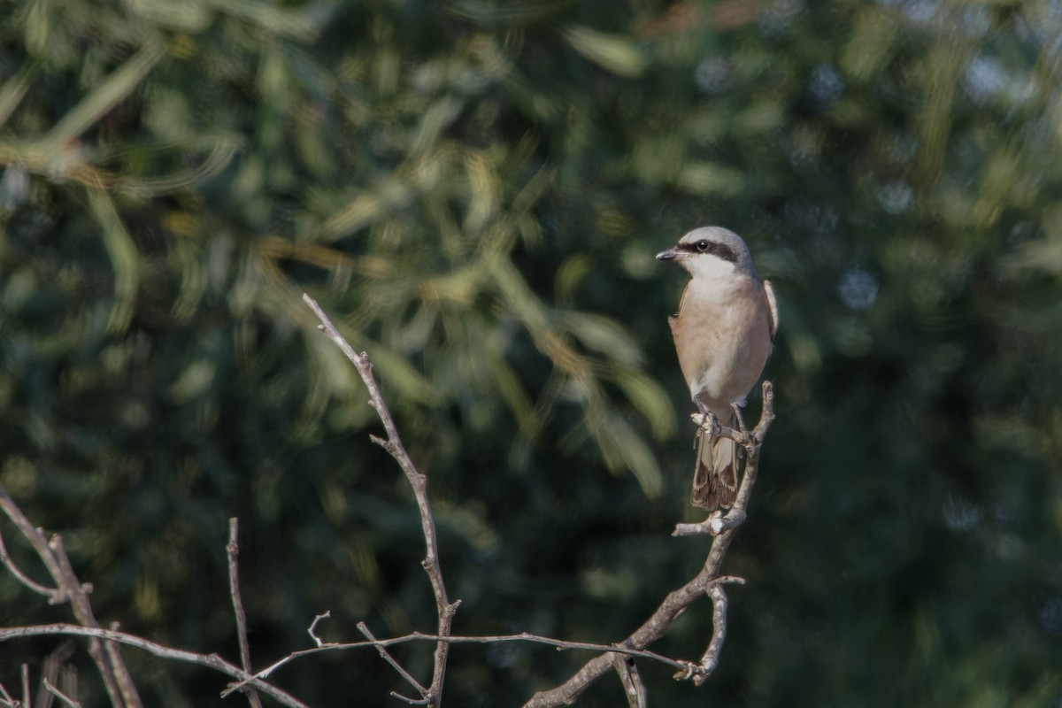Red-backed Shrike - ML642151193