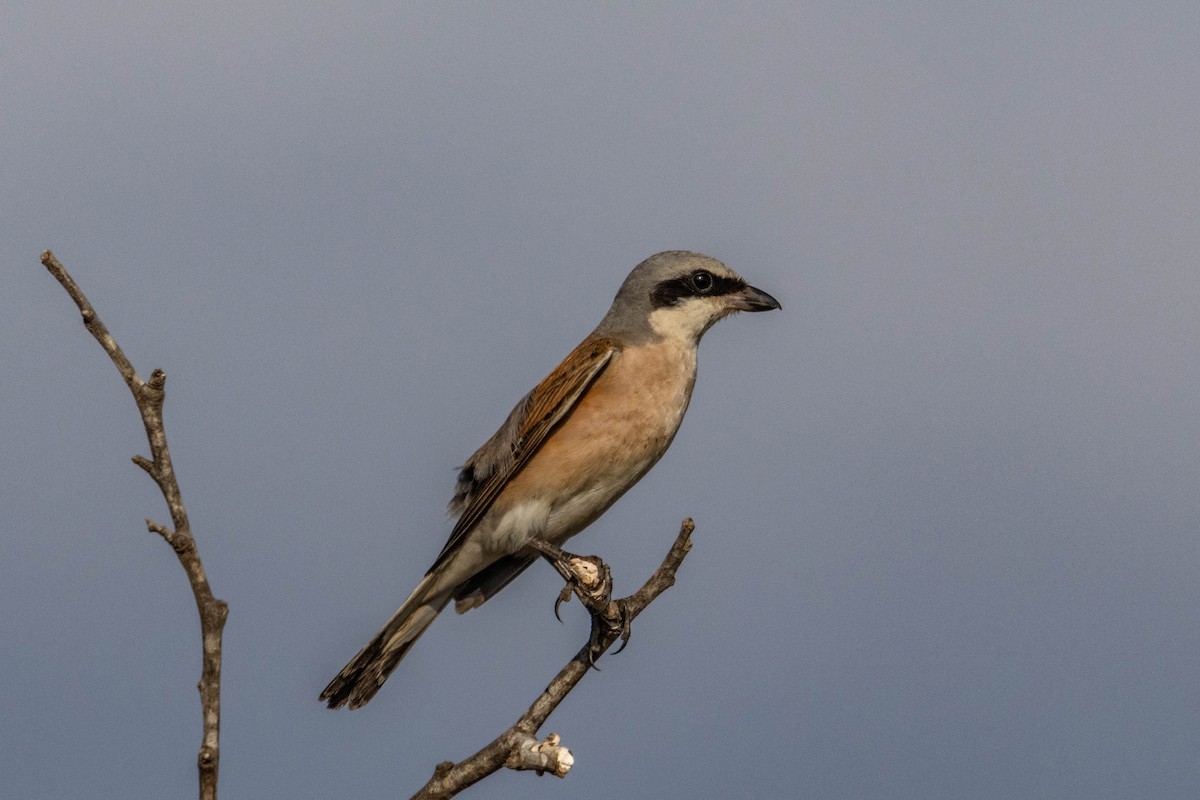 Red-backed Shrike - ML642151195