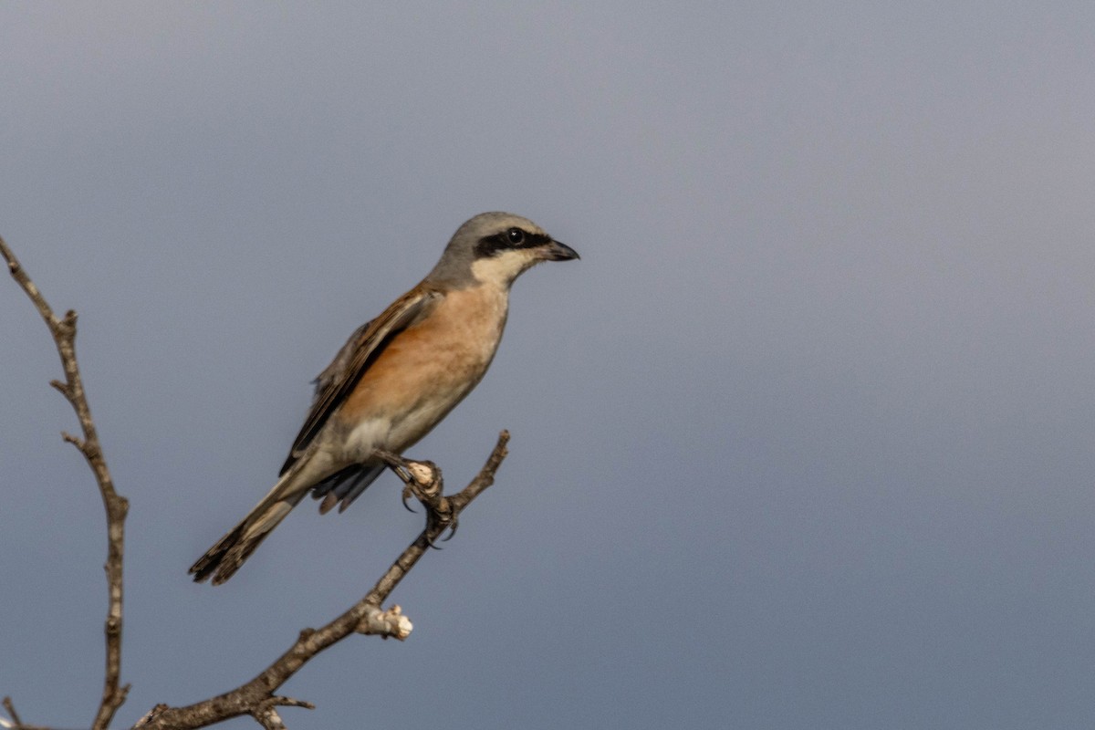 Red-backed Shrike - ML642151197
