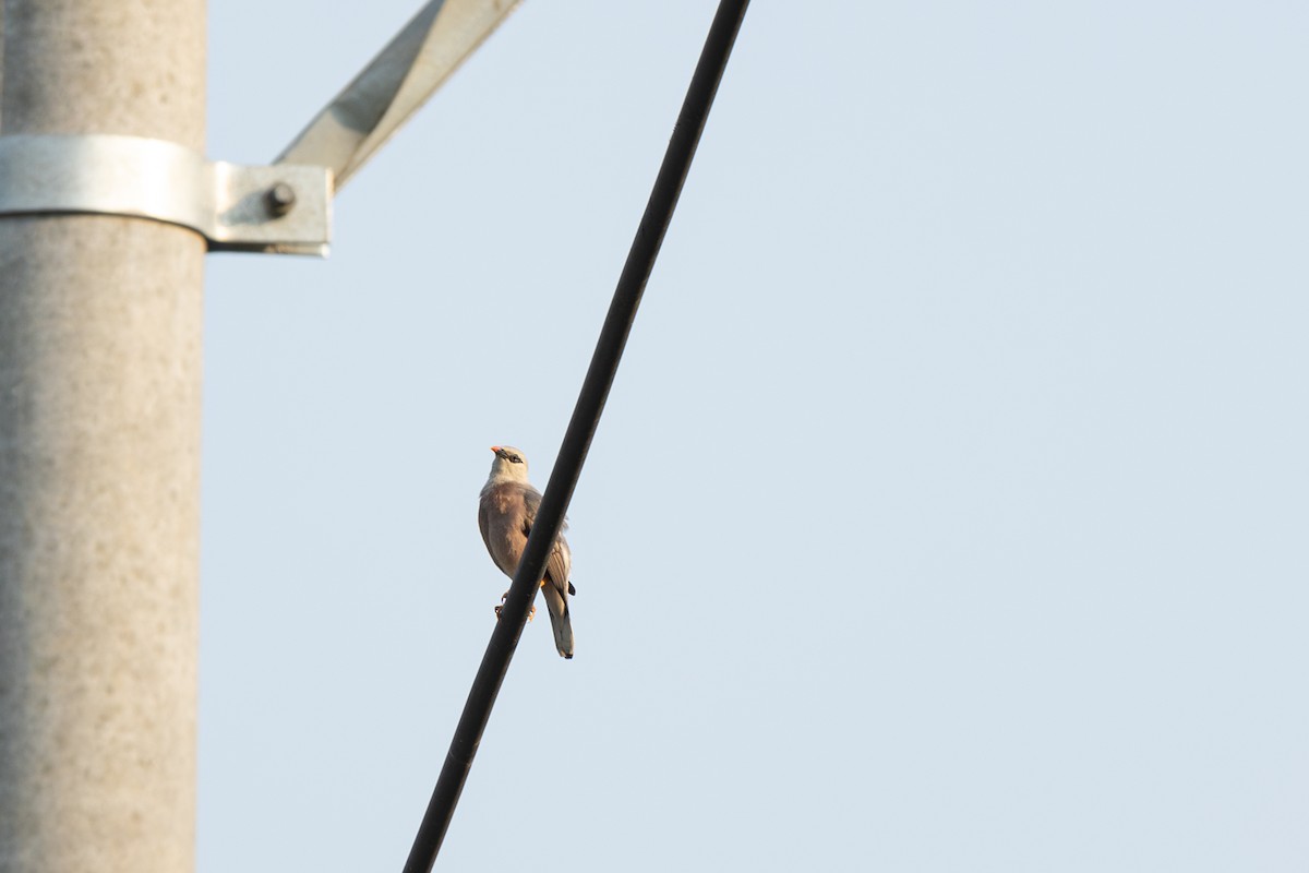 Burmese Myna - ML642151206