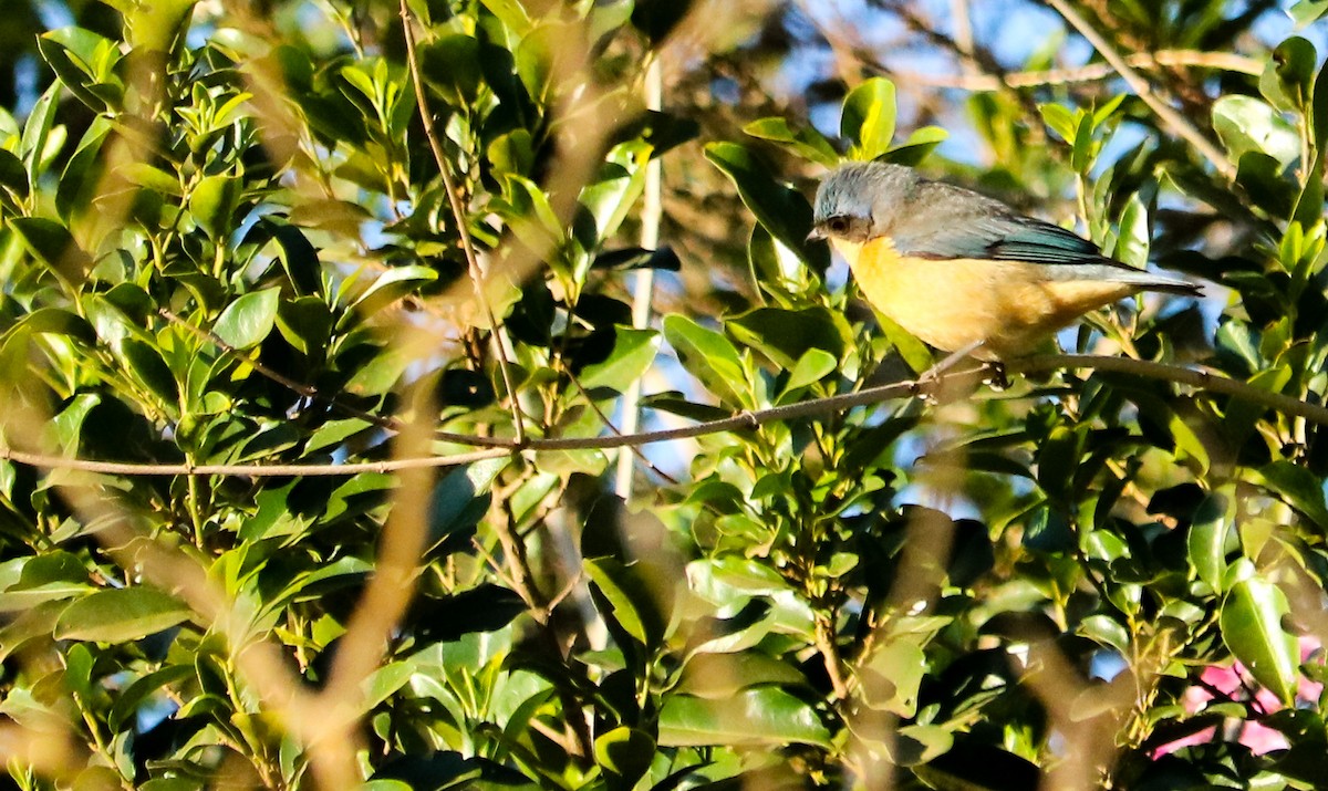 Fawn-breasted Tanager - ML642151207
